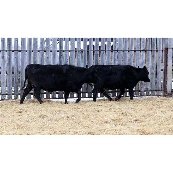 Group 1 - 2 Black Bred Heifers