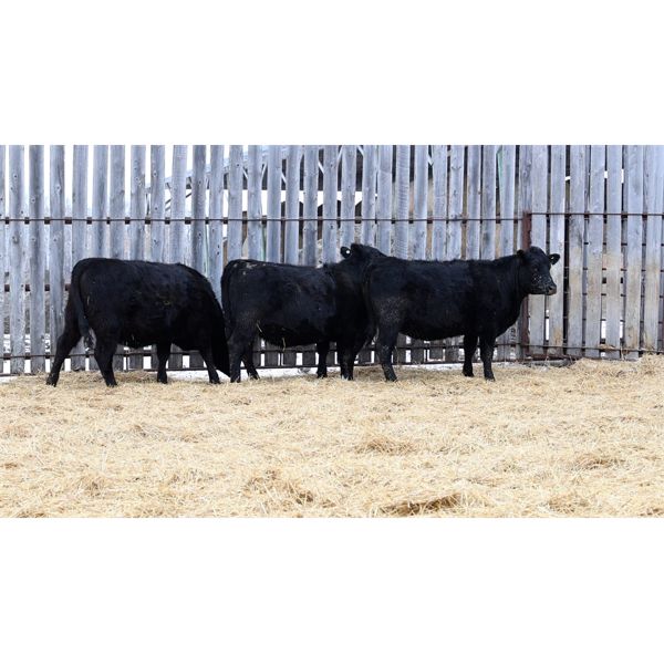 Group 2 - 3 Black Bred Heifers