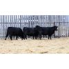 Image 1 : Group 2 - 3 Black Bred Heifers