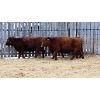 Image 1 : Group 3 - 3 Red Bred Heifers