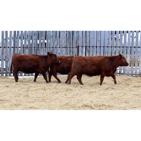 Group 4 - 3 Red Bred Heifers