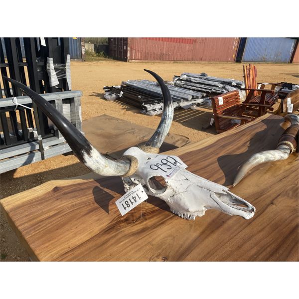 COW SKULL WITH HORNS