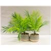 Image 1 : 2 DECORATIVE PLANTERS WITH SILK FERN LEAVES