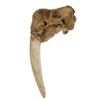 Image 2 : C. 1800's Eskimo Taxidermy Walrus Skull w/ Tusks