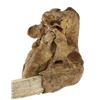 Image 8 : C. 1800's Eskimo Taxidermy Walrus Skull w/ Tusks