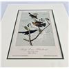 Image 2 : John James Audubon Book Print Rusty Crow Blackbird