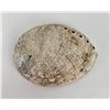 Image 2 : Abalone Sea Shell