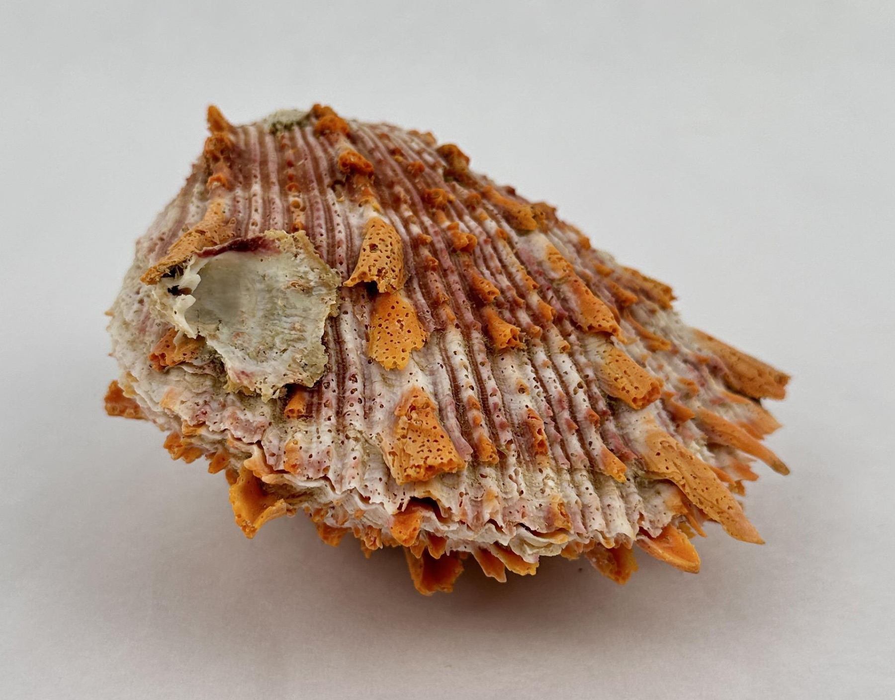 Spiny Oyster Sea Shell