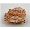 Image 2 : Spiny Oyster Sea Shell