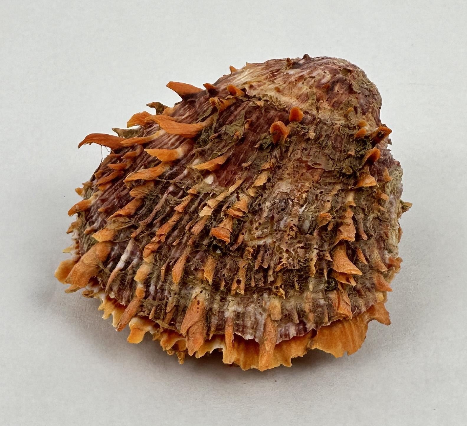 Spiny Oyster Sea Shell