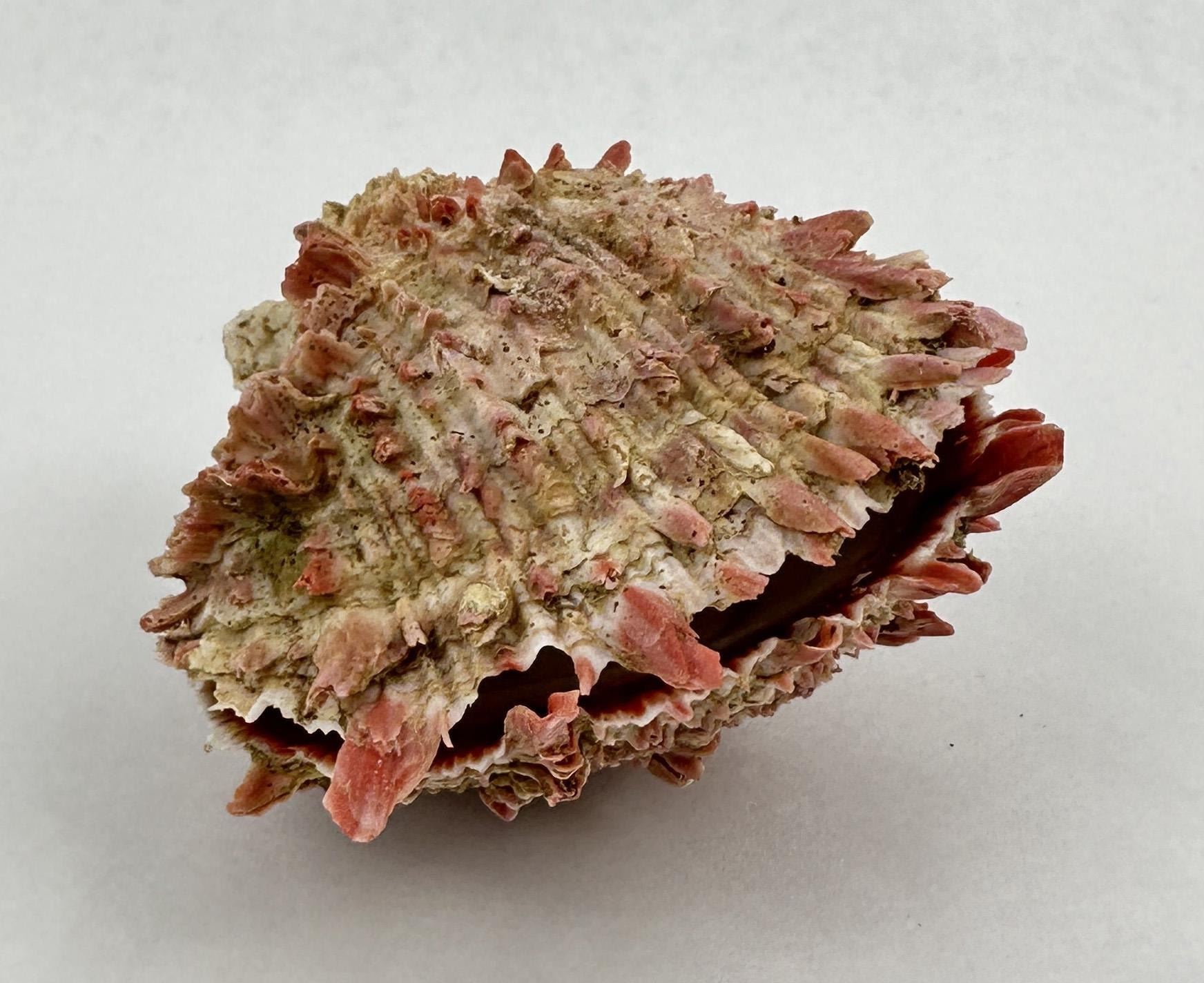 Spiny Oyster Sea Shell