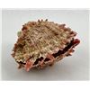 Image 1 : Spiny Oyster Sea Shell