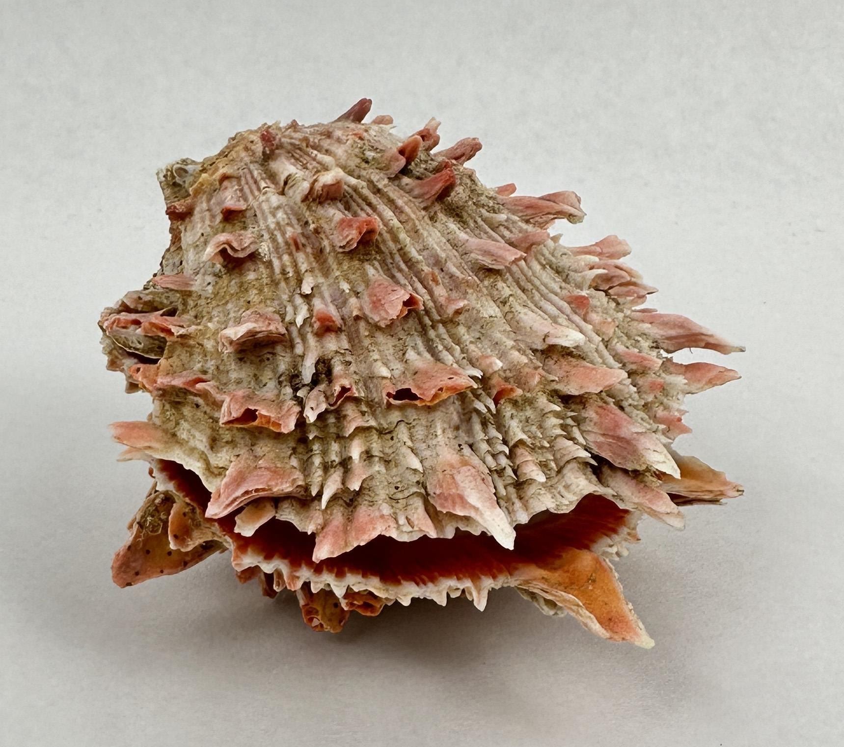 Spiny Oyster Sea Shell