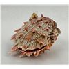 Image 2 : Spiny Oyster Sea Shell