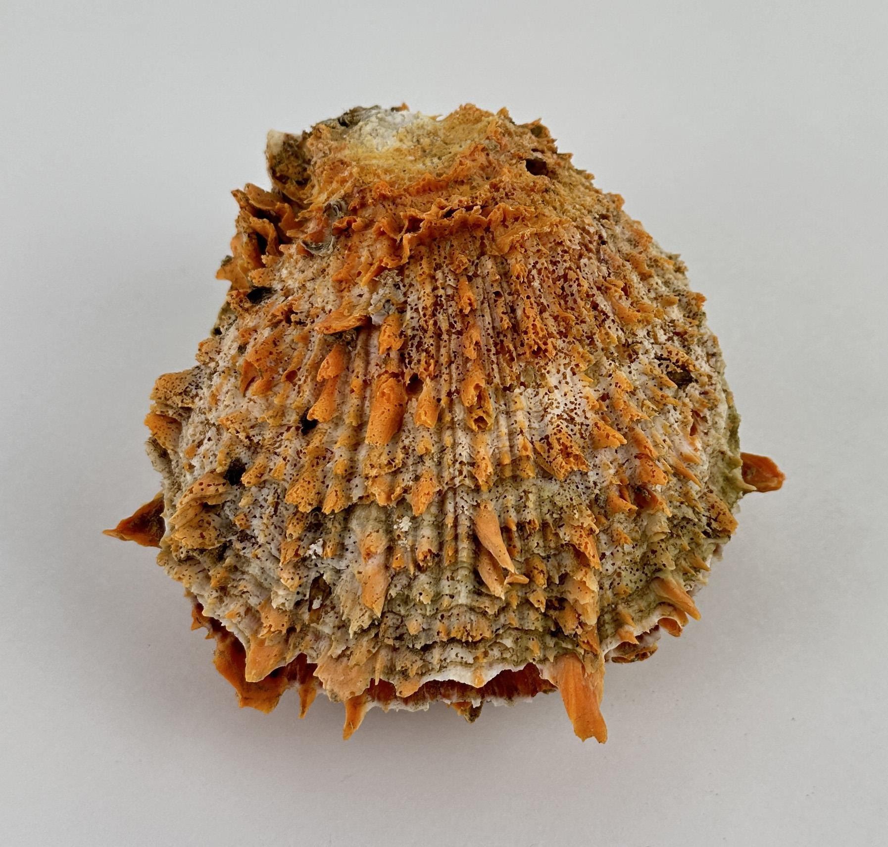 Spiny Oyster Sea Shell