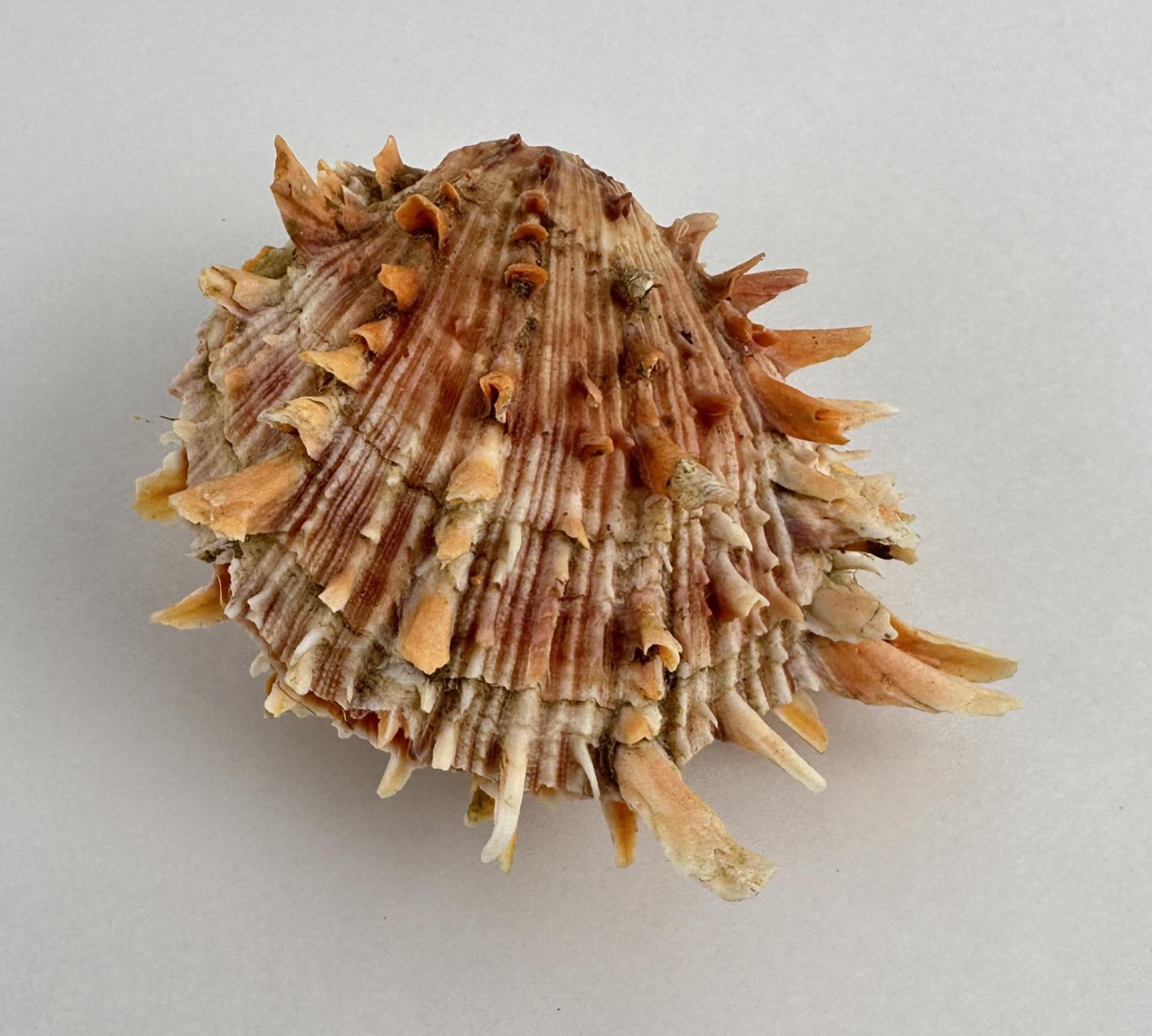 Spiny Oyster Sea Shell