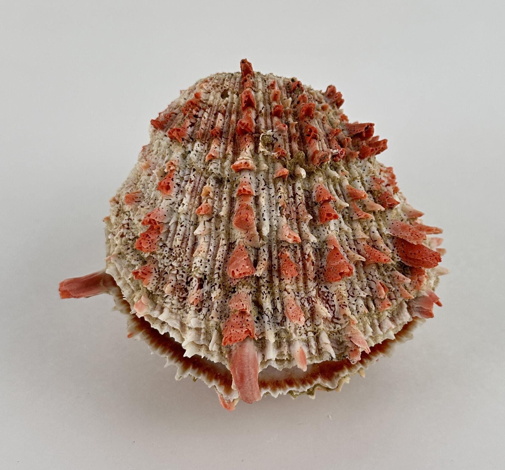 Spiny Oyster Sea Shell