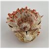 Image 2 : Spiny Oyster Sea Shell