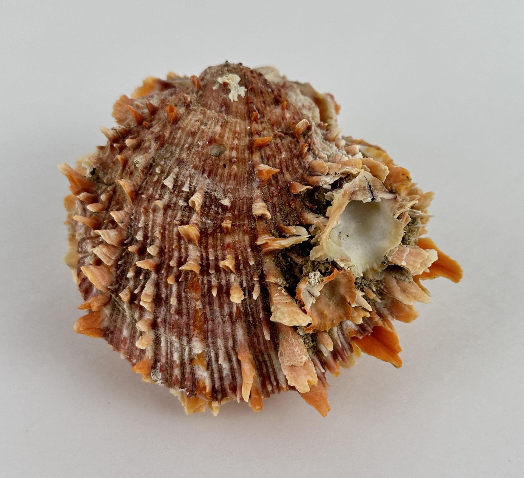 Spiny Oyster Sea Shell