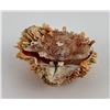 Image 2 : Spiny Oyster Sea Shell