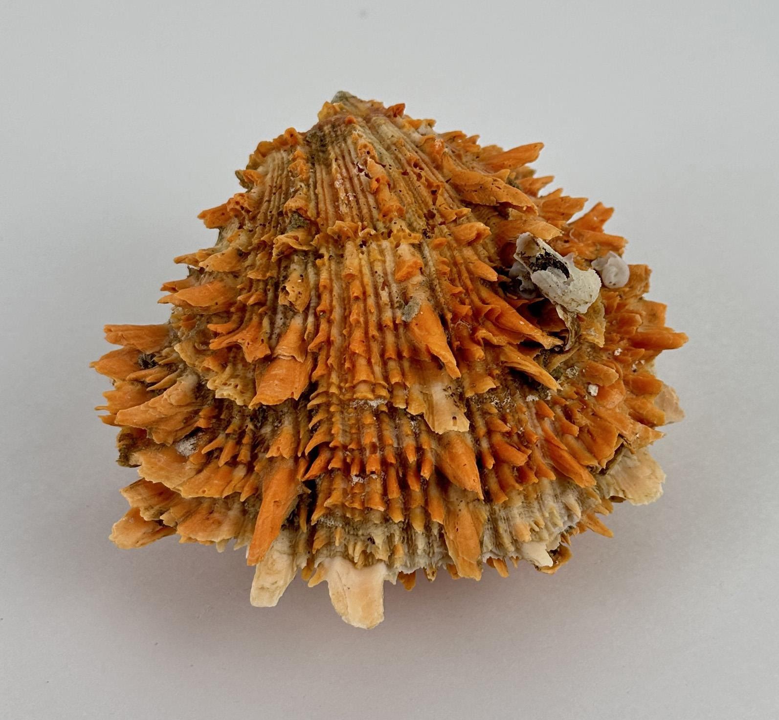 Spiny Oyster Sea Shell