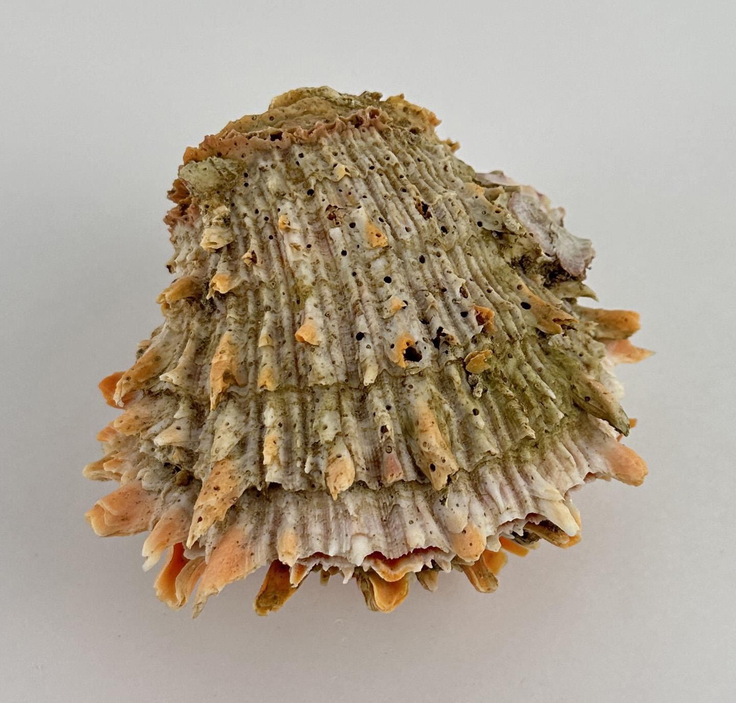 Spiny Oyster Sea Shell