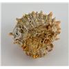 Image 2 : Spiny Oyster Sea Shell