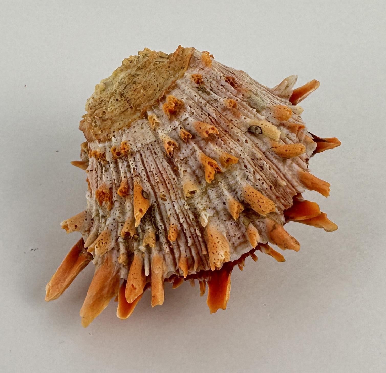 Spiny Oyster Sea Shell