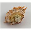 Image 2 : Spiny Oyster Sea Shell