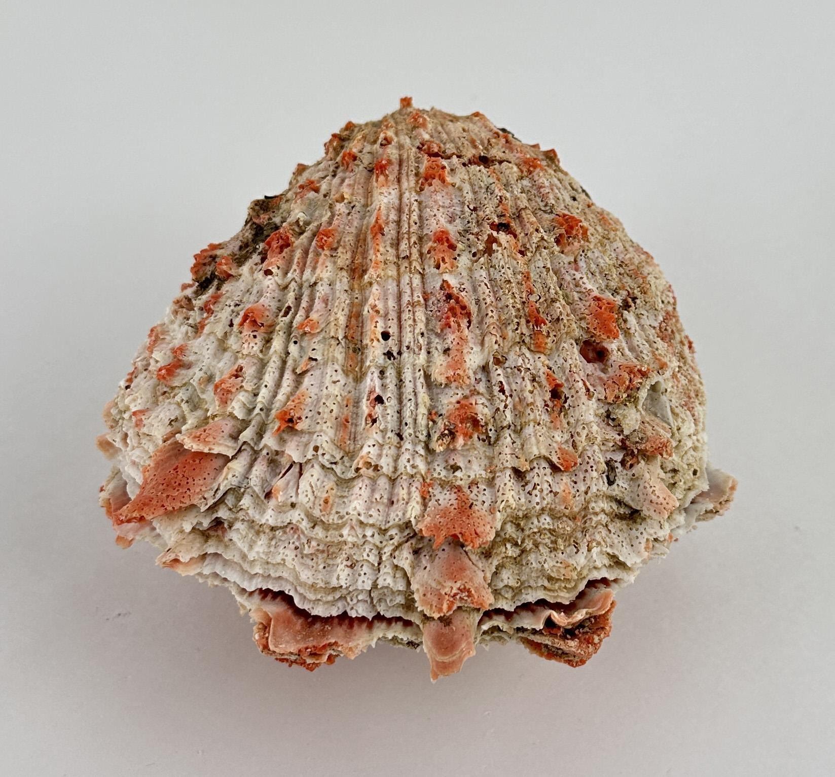 Spiny Oyster Sea Shell