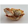 Image 2 : Spiny Oyster Sea Shell