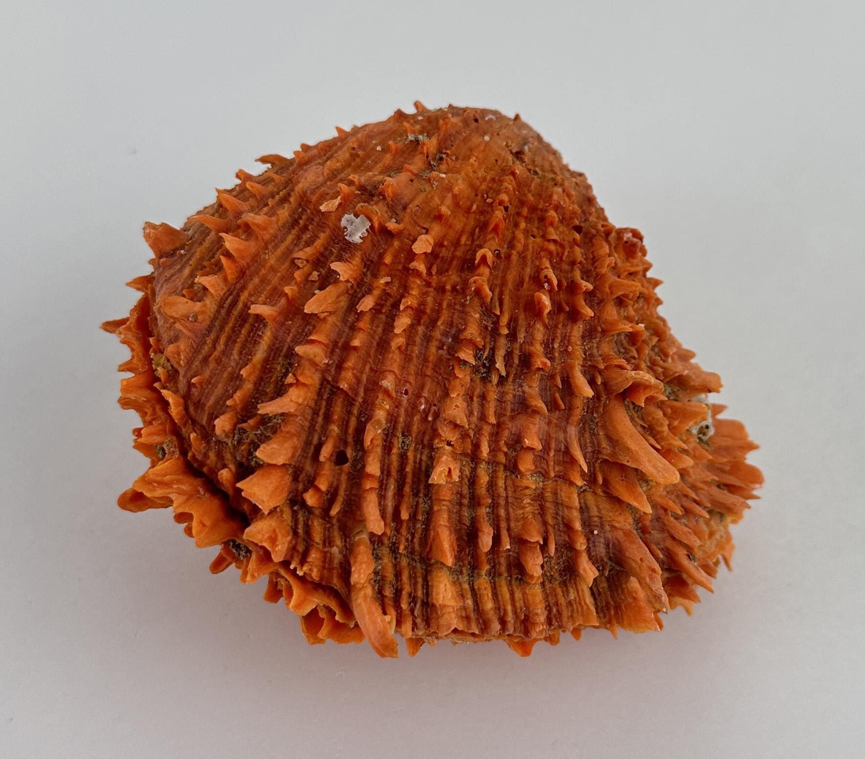 Spiny Oyster Sea Shell