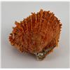 Image 2 : Spiny Oyster Sea Shell