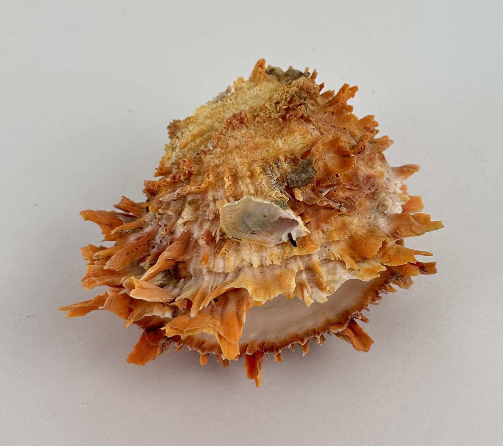 Spiny Oyster Sea Shell