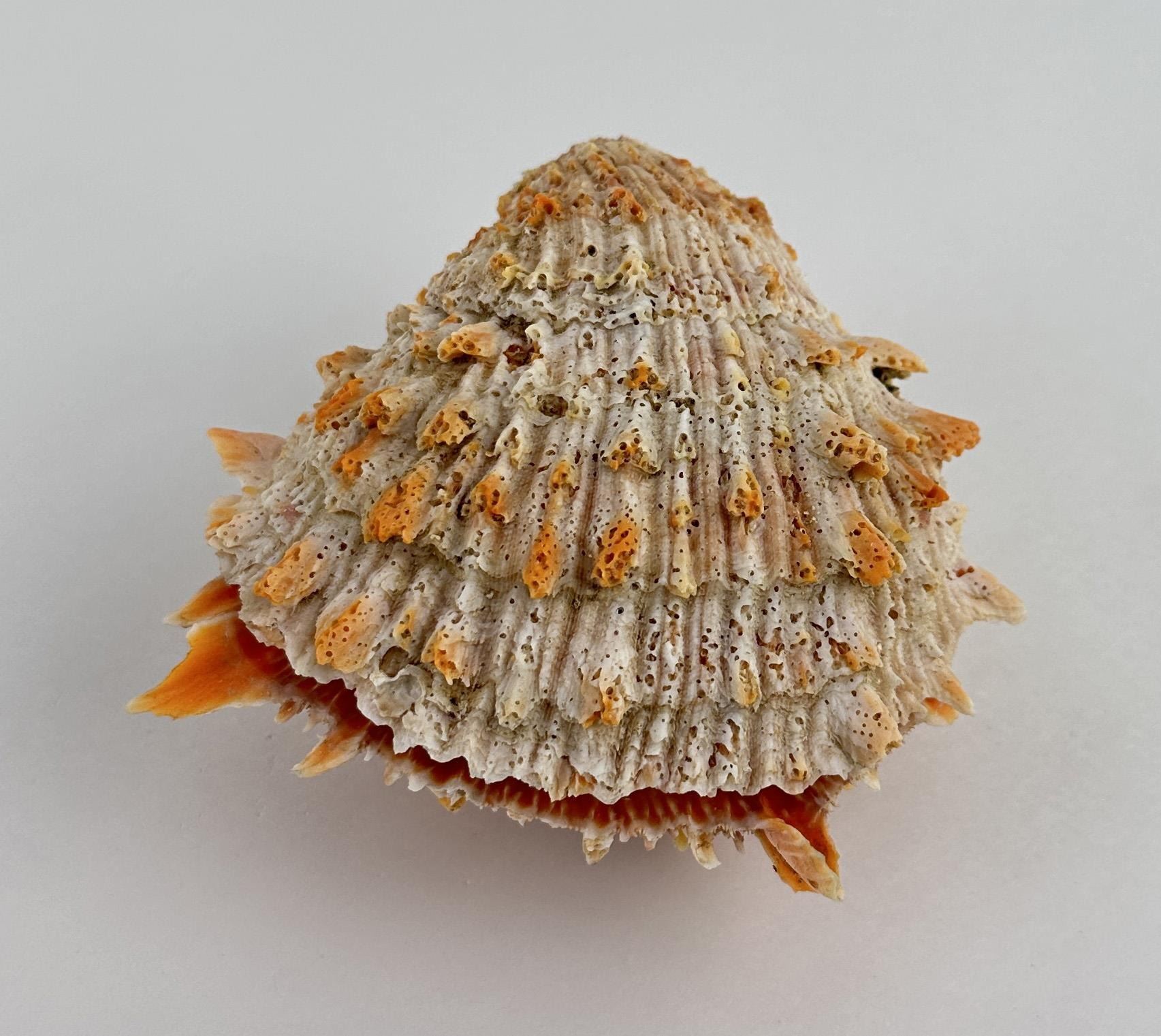 Spiny Oyster Sea Shell