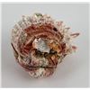 Image 2 : Spiny Oyster Sea Shell