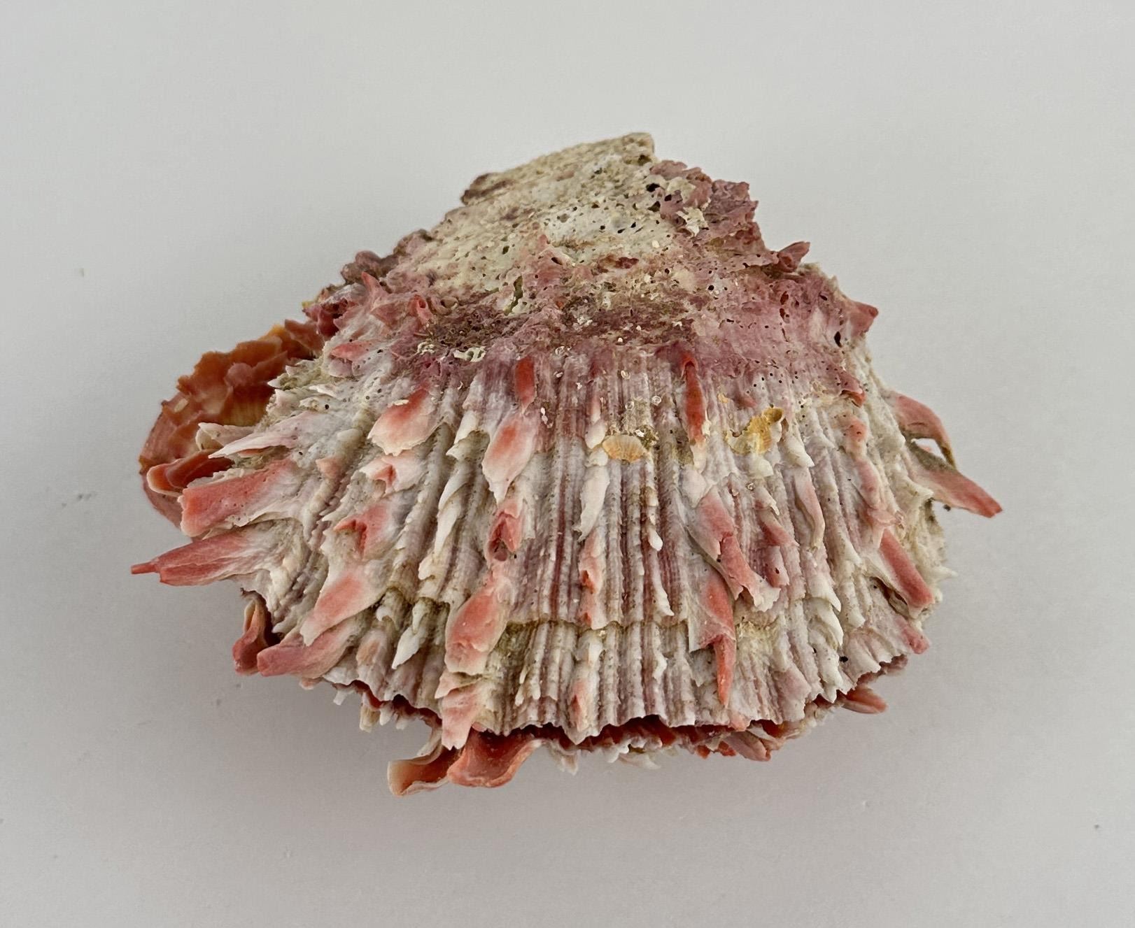Spiny Oyster Sea Shell