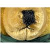 Image 5 : Antique 34" Golden Mohair Knickerbocker Teddy Bear