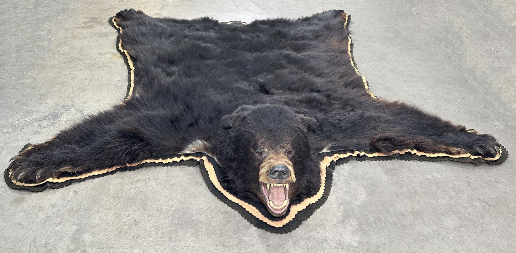 Bear Rug Shell Gigantic Montana Taxidermy Black Bear Rug