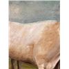 Image 4 : Ettore Caser Oxen Oil on Canvas Painting
