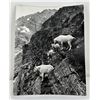 Image 1 : Mel Ruder Photo Goats On Gunsight Pass