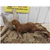 Image 2 : Mounted Mink Display - permit after purchase will be needed