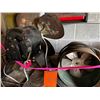 Image 2 : LOT OF ANTIQUE FANS AND DRAWER ITEMS