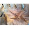 Image 1 : DON MOSSI SIGNED 1950S LEATHER BASEBALL GLOVE