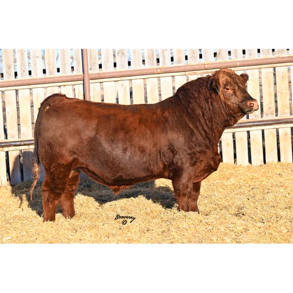 Red Soder PRAIRIE FIRE 703K