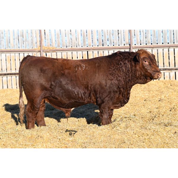 Red Soder AMERICAN 719K