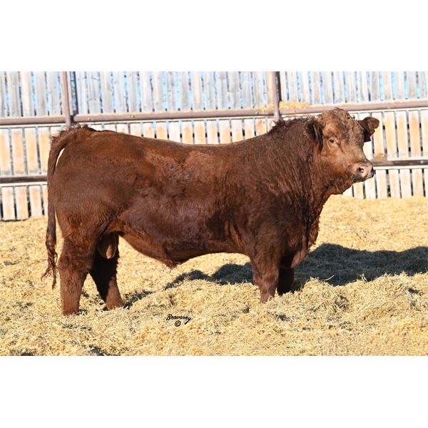 7 - Red Soder PRAIRIE FIRE 826K