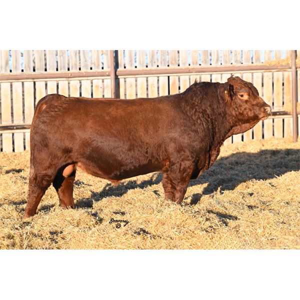 Red Soder PRAIRIE FIRE 820K