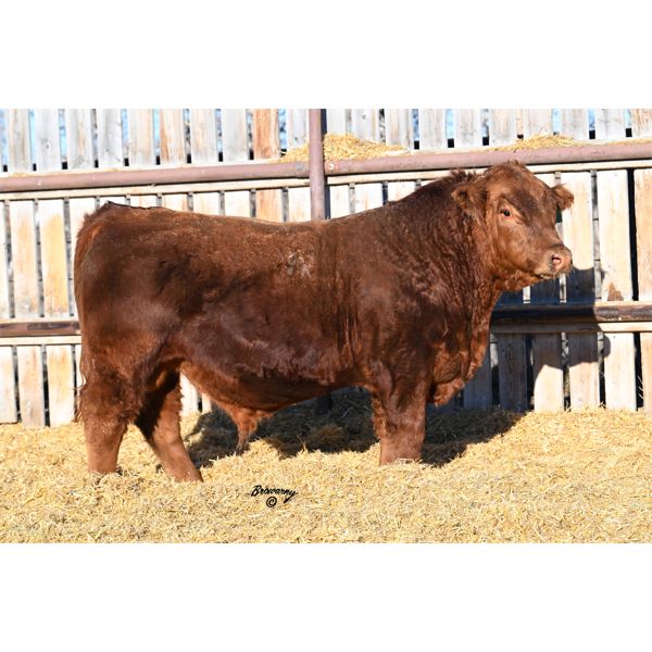 Red Soder AMERICAN 699K