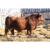 Image 1 : Red Soder WHISKEY 347K